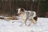 BORDER COLLIE 1189